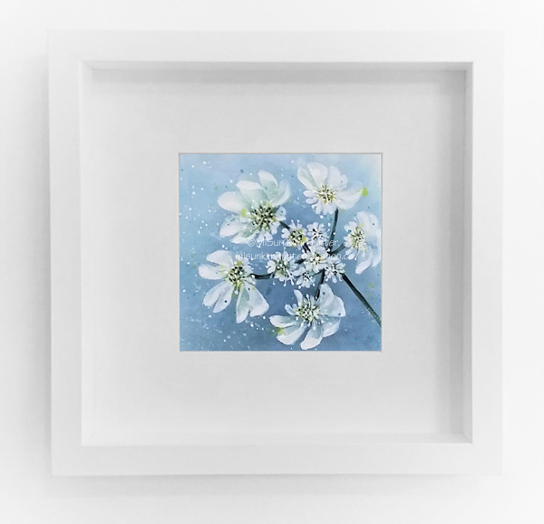 10x10 Orlaya Grandiflora